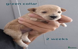 Poochon dogs for sale: Poochons - Image 1