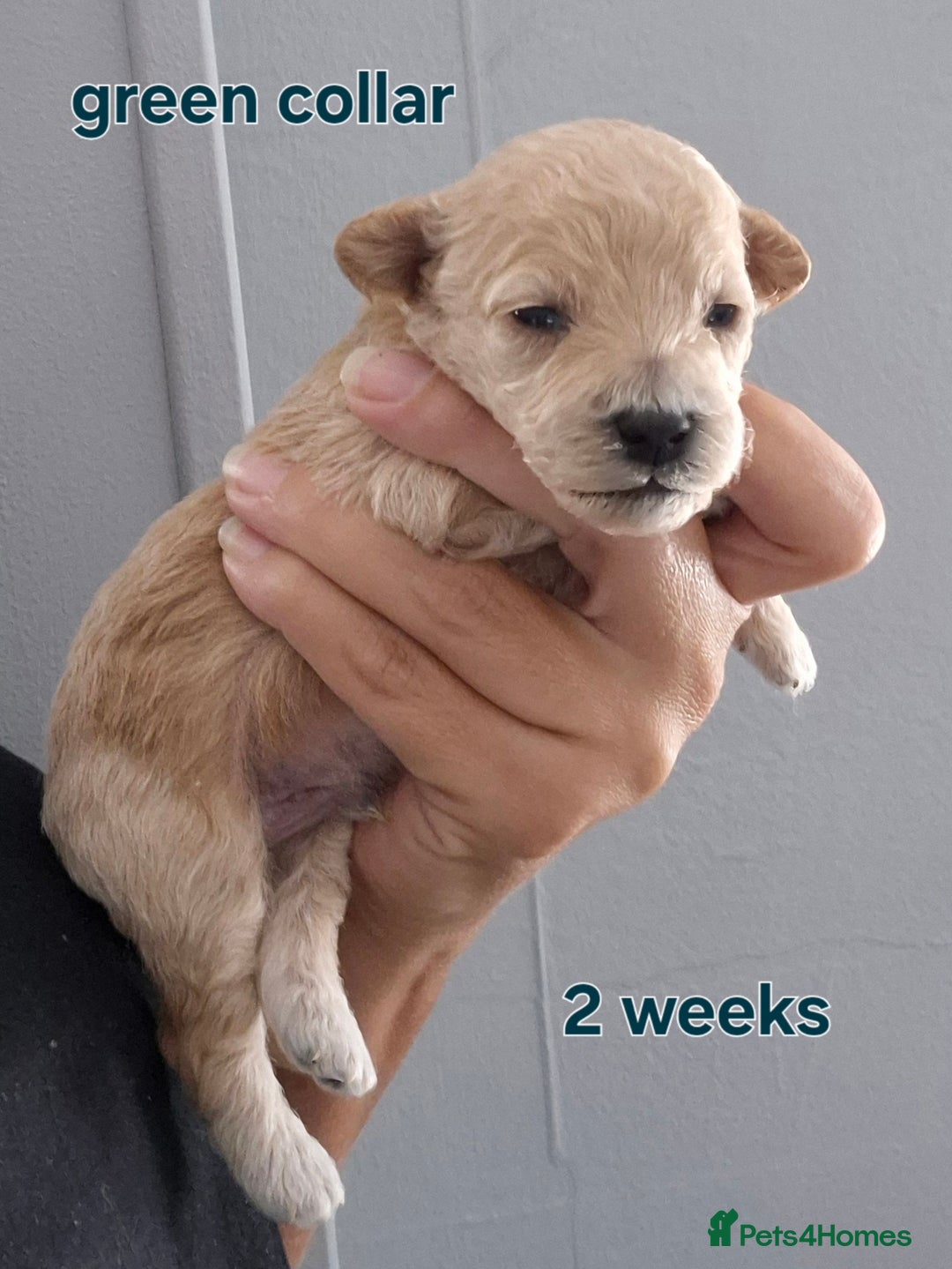 Poochon dogs for sale: Poochons - Image 1
