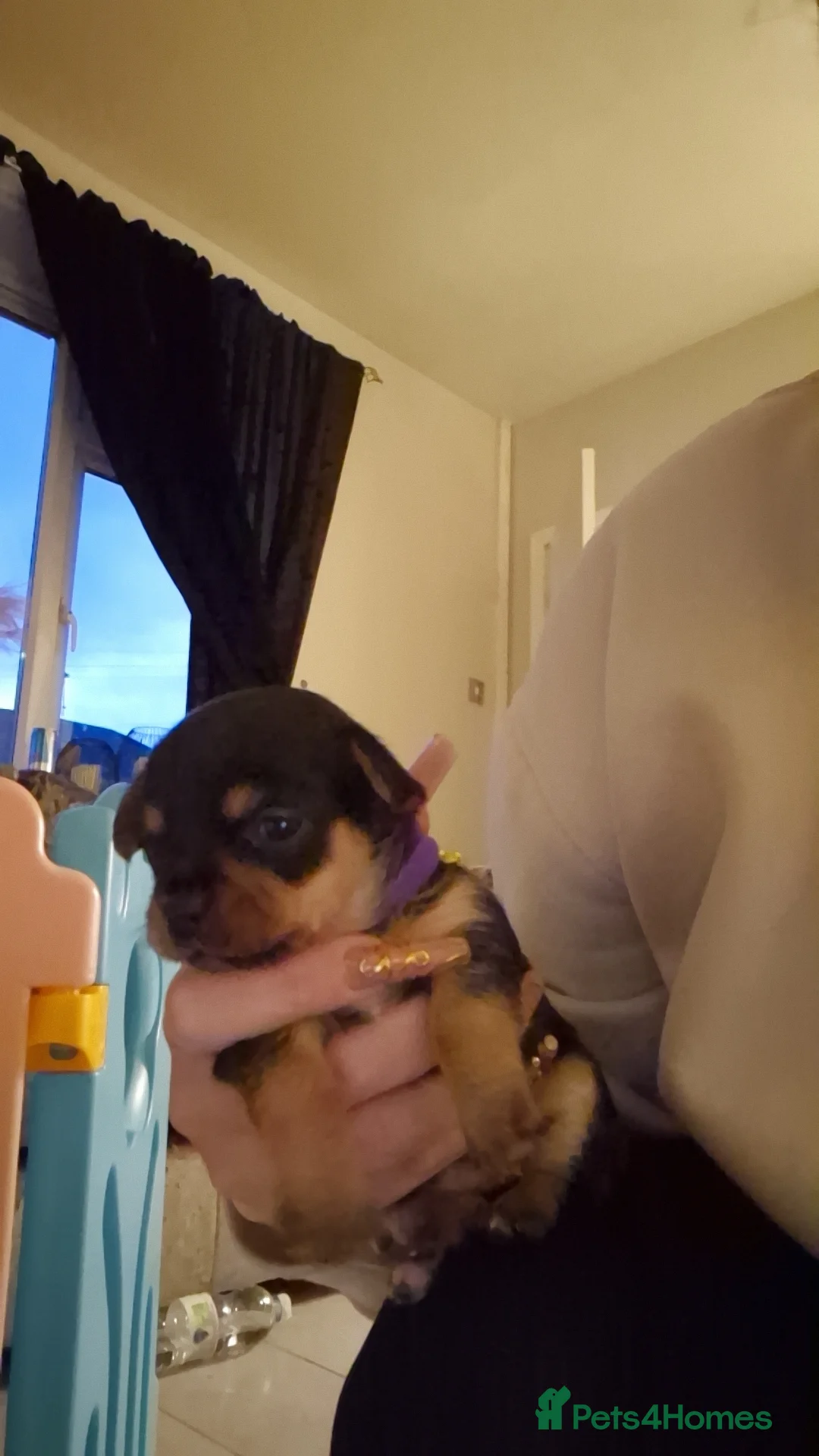 Chorkie dogs for sale: Yorkies cross chihuahua  - Advert 10