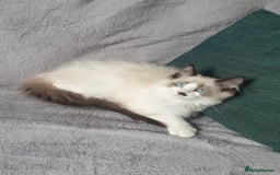 Ragdoll cats for sale: 💖Beautiful GCCF Registered Ragdoll Kittens. - Image 7
