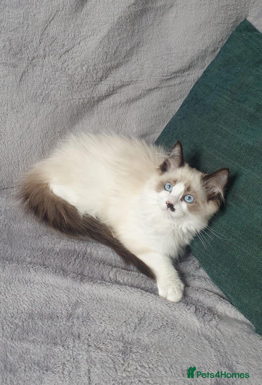 Ragdoll cats for sale: 💖Beautiful GCCF Registered Ragdoll Kittens. - Image 7