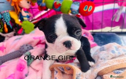 Boston Terrier dogs for sale: One stunning girl left !!! Ready to leave now !  - Image 1