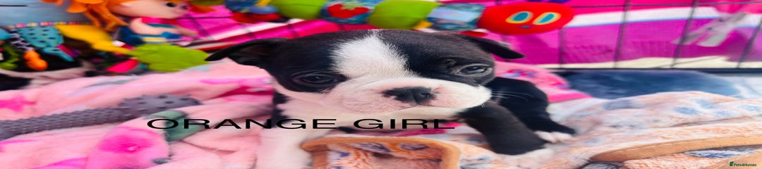 Boston Terrier Puppy 6