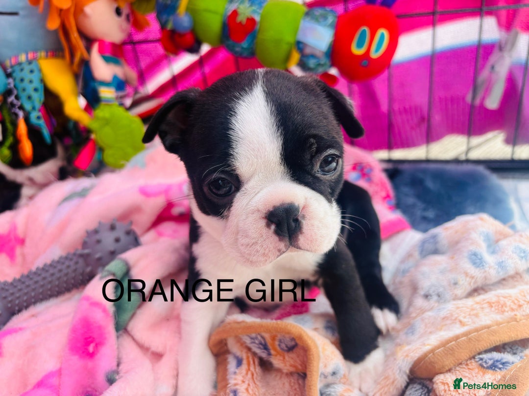 Boston Terrier dogs for sale: One stunning girl left !!! Ready to leave now !  - Image 1