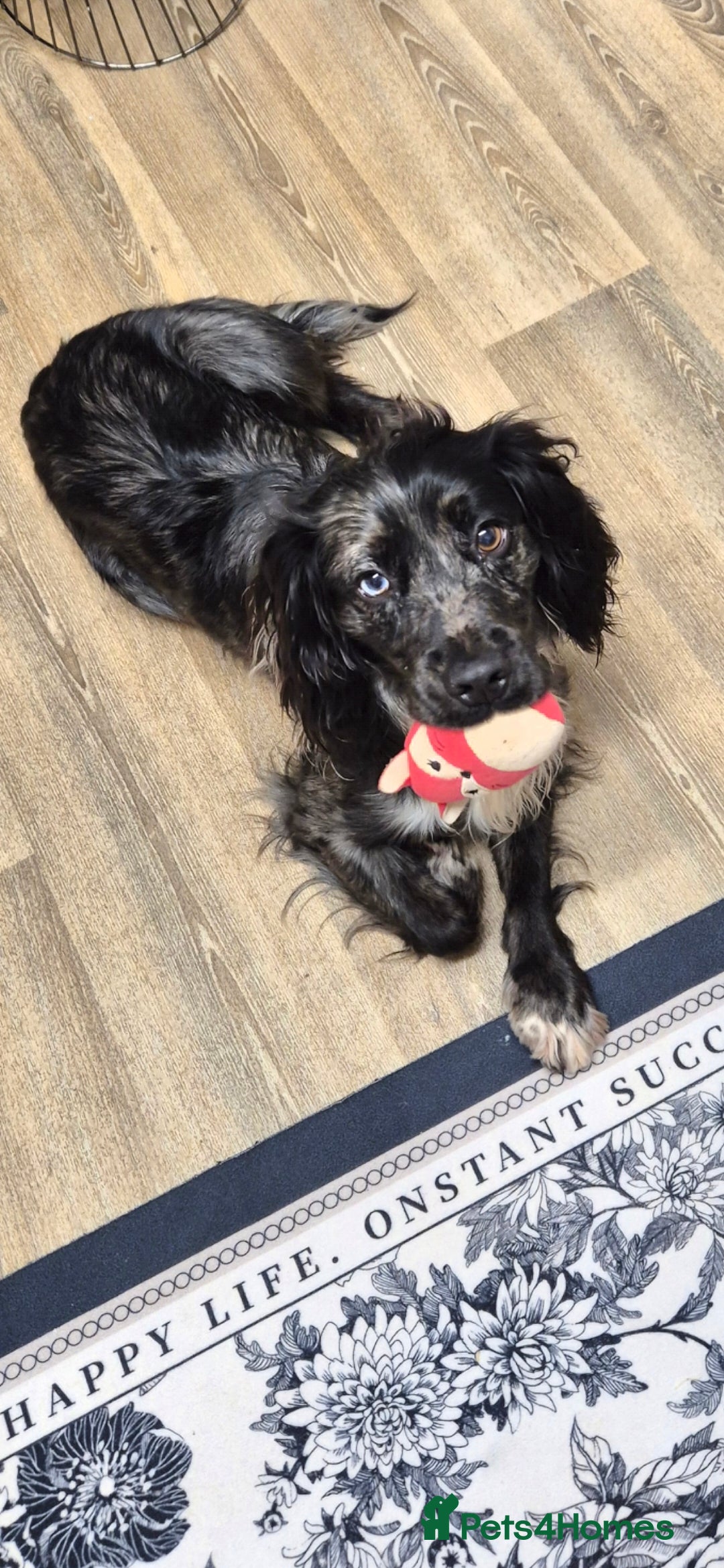 Cocker Spaniel dogs for stud: Merle Cocker Spaniel stud  - Advert 1