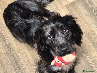 Cocker Spaniel dogs Merle Cocker Spaniel stud - Advert 8