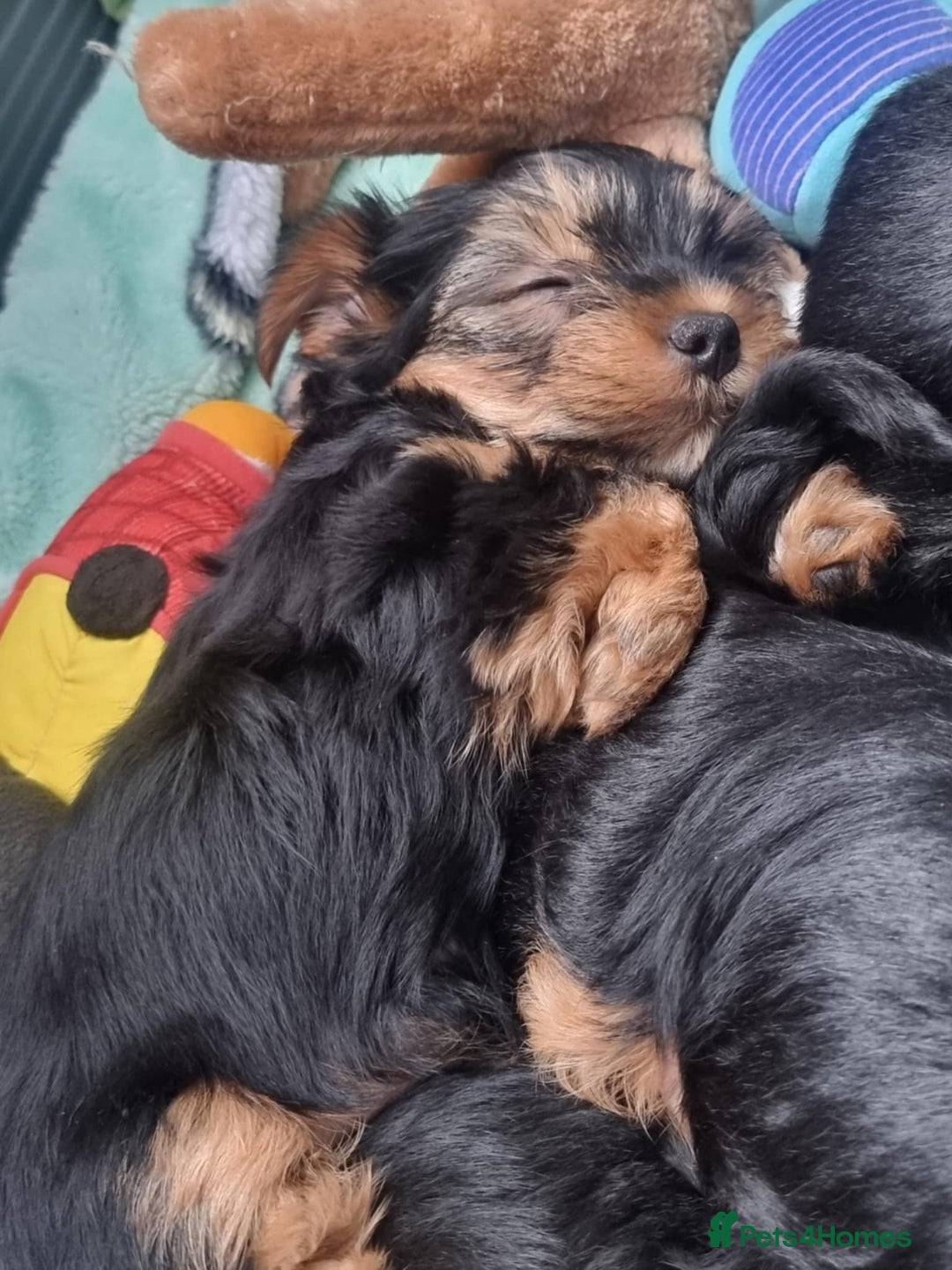 Yorkshire Terrier dogs for sale: Puppies for sale  - Image 2