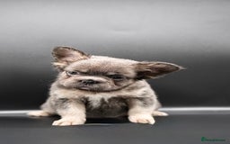 French Bulldog dogs for sale: French bulldog wire hair pink  - Image 4