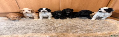 Cockapoo 7