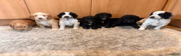 Cockapoo dogs for sale: 🏡Ready to leave cockerpoos 🐶🏡 in Marlborough - Advert 6