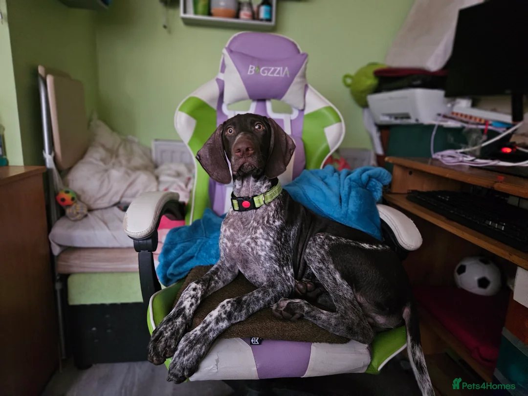German Shorthaired Pointer dogs for sale: GSP puppy for sale  - Advert 3