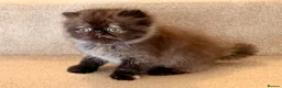 Persian cats for sale: Beautiful Pedigree Persian 1 Male 1 Female - Advert 11