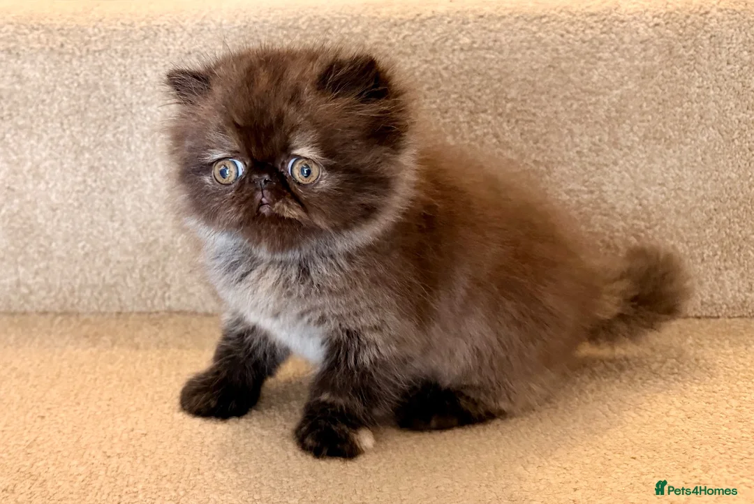Persian cats for sale: Beautiful Pedigree Persian 1 Male 1 Female - Advert 11