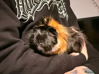 Guinea Pig rodents Male Guinea Pig For Sale (1 Year Old) - Advert 10