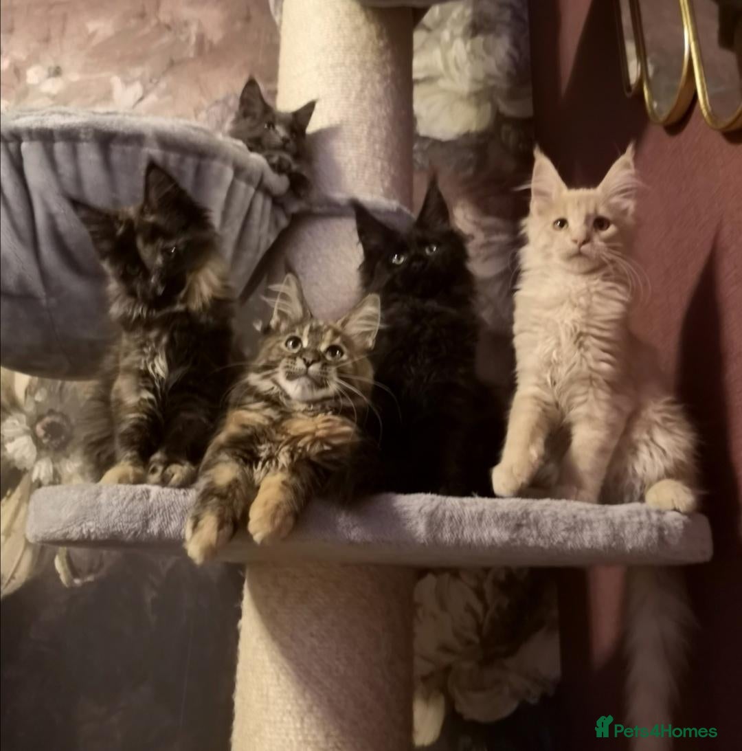 Maine Coon cats Tica, Health Checked Maine Coon kittens - Advert 1