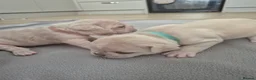 French Bulldog dogs for sale: Pet litter Frenchies with rope female - Advert 14