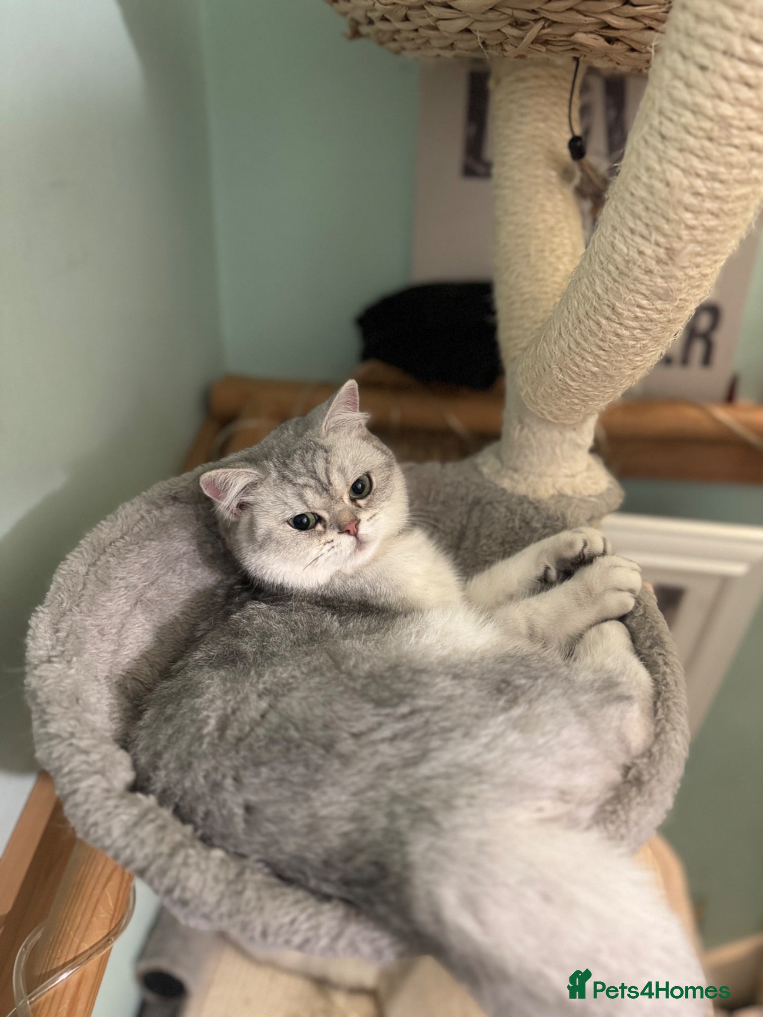 British Shorthair cats British Shorthair  - Advert 2
