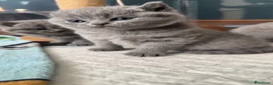 British Shorthair 1