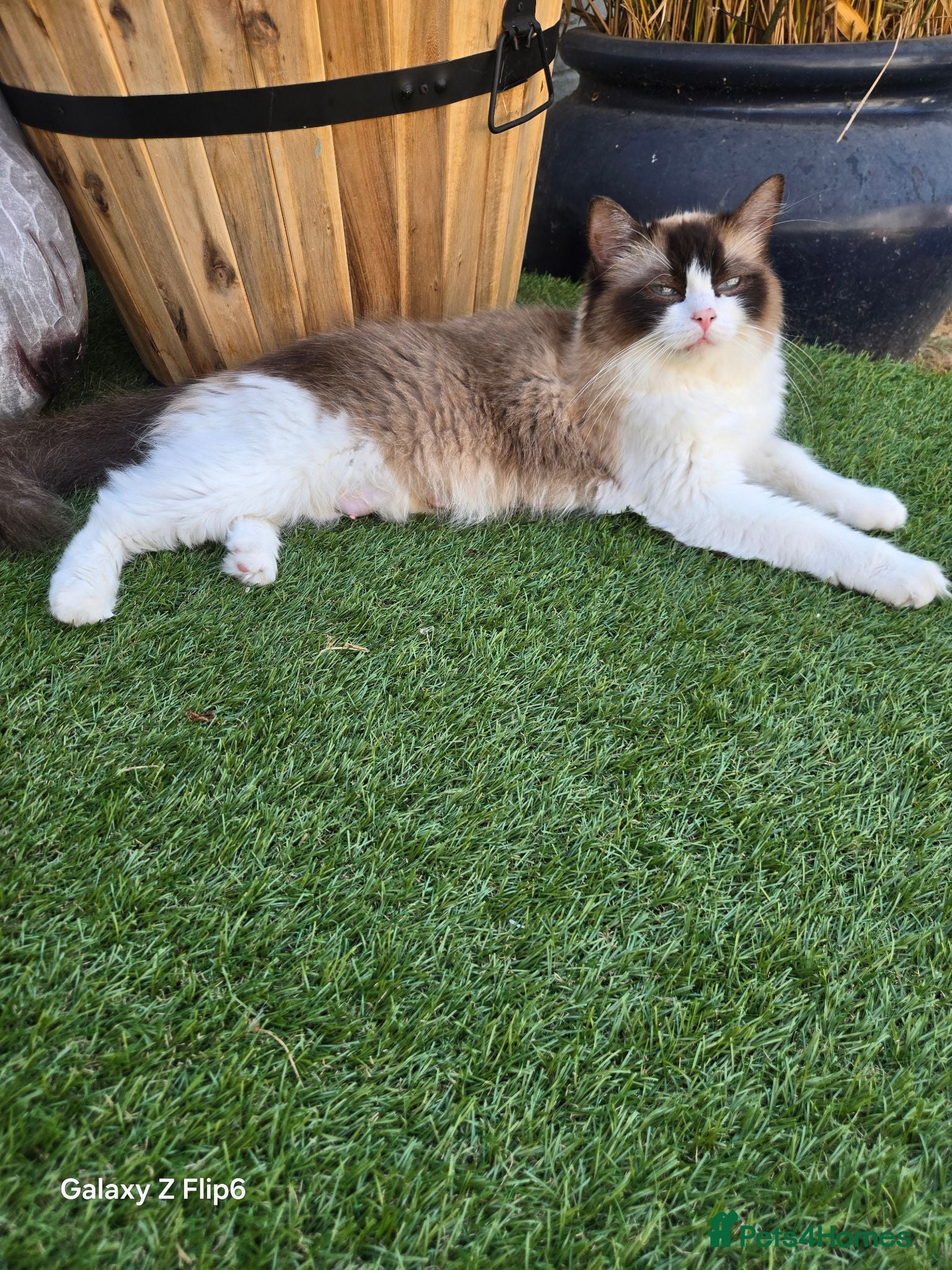 Ragdoll cats Beautiful purebred ragdoll kittens  - Advert 2