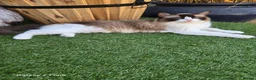 Ragdoll cats for sale: My last boy ragdoll  - Advert 11
