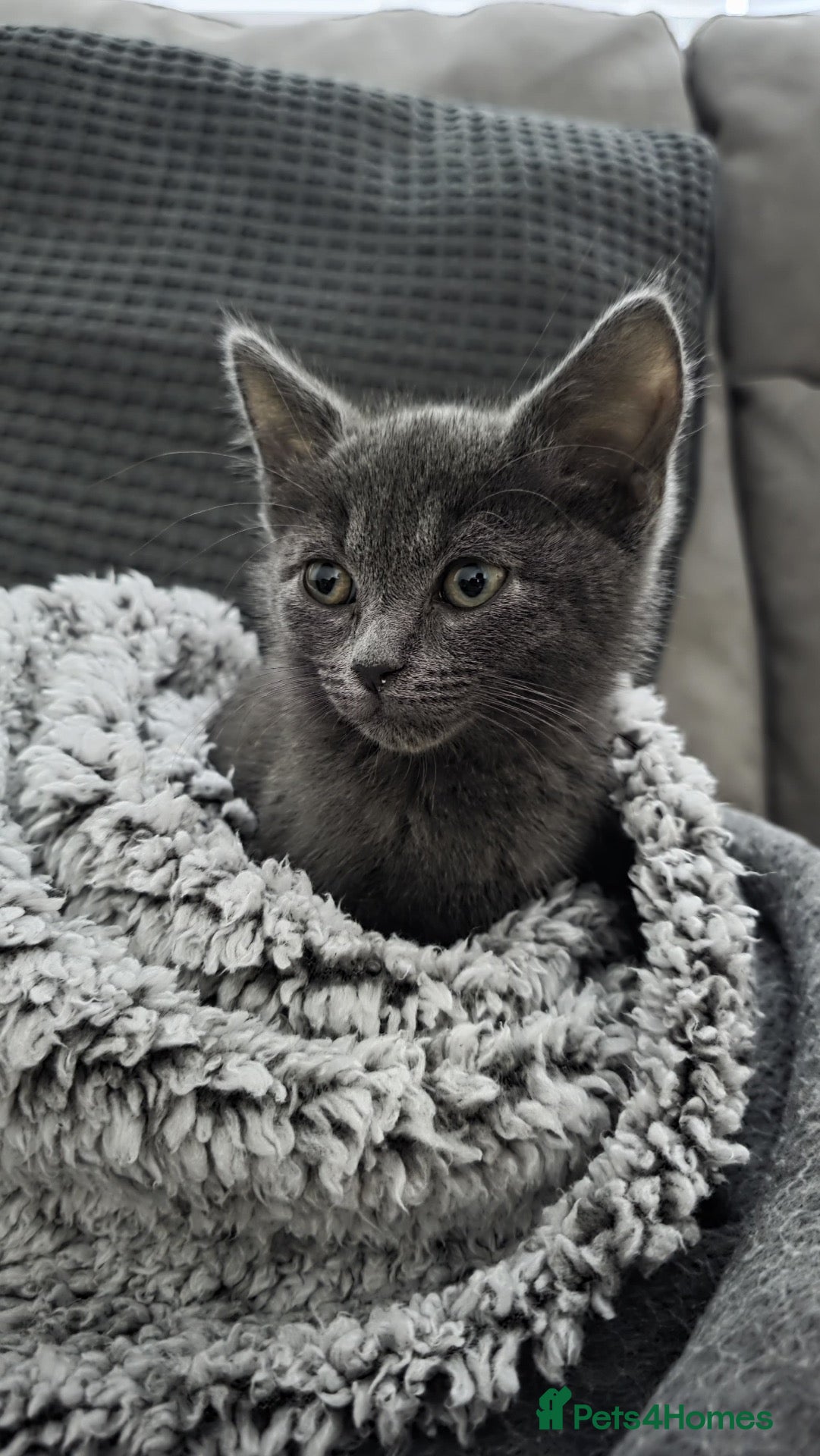British Shorthair cats Blue British Short Hair Kitten - 11 weeks  - Advert 10