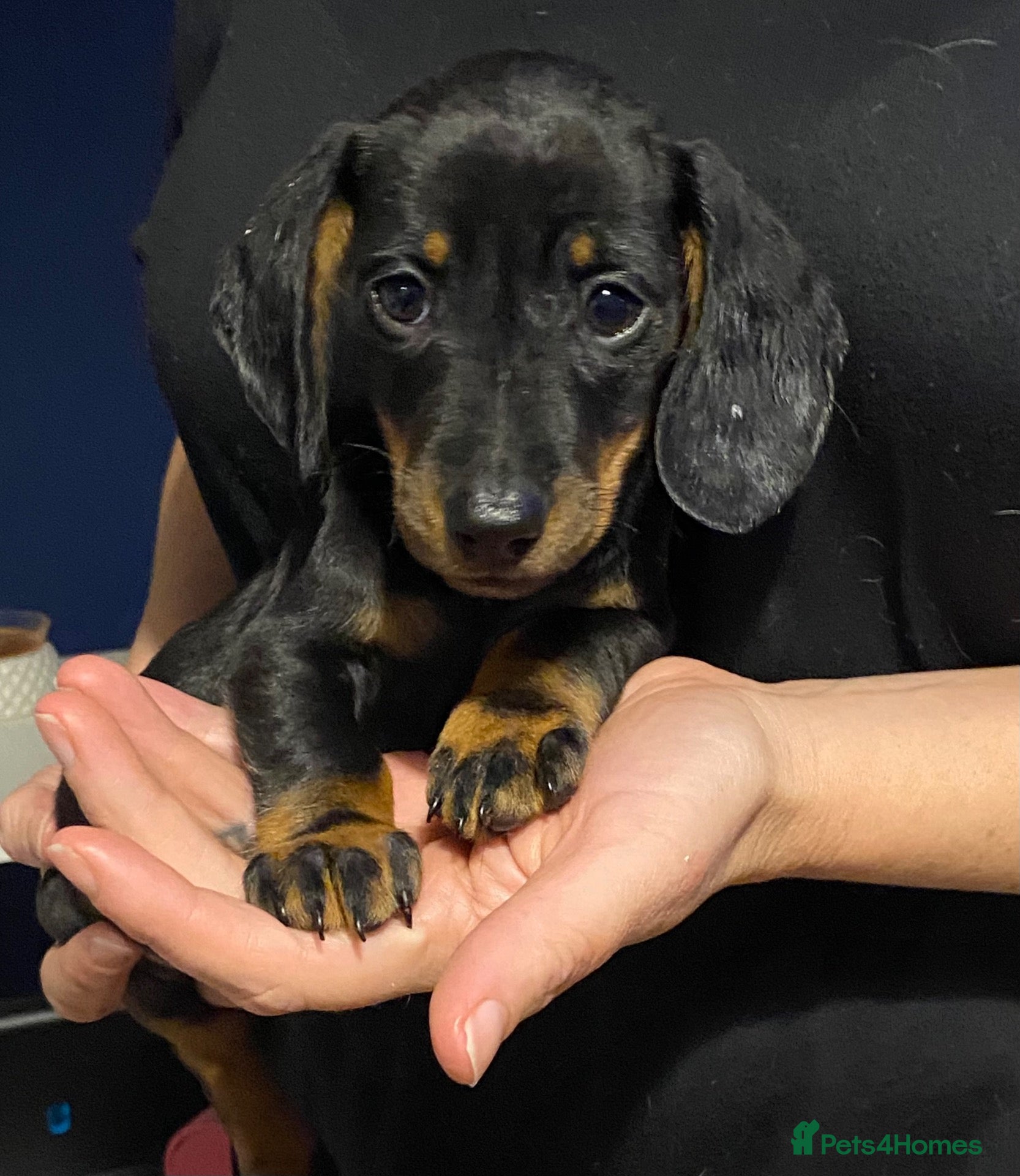 Dachshund dogs Beautiful dachshund puppies - Advert 9