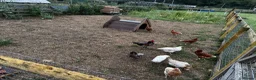 Chickens poultry for sale: POL Hens, Hatching eggs, and day old chicks  - Advert 7