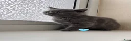Scottish Fold cats for sale: Lovely Scottish fold/straight Kittens  - Advert 7