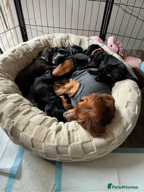 Cocker Spaniel dogs Working Cocker Spaniel Pups - Advert 2