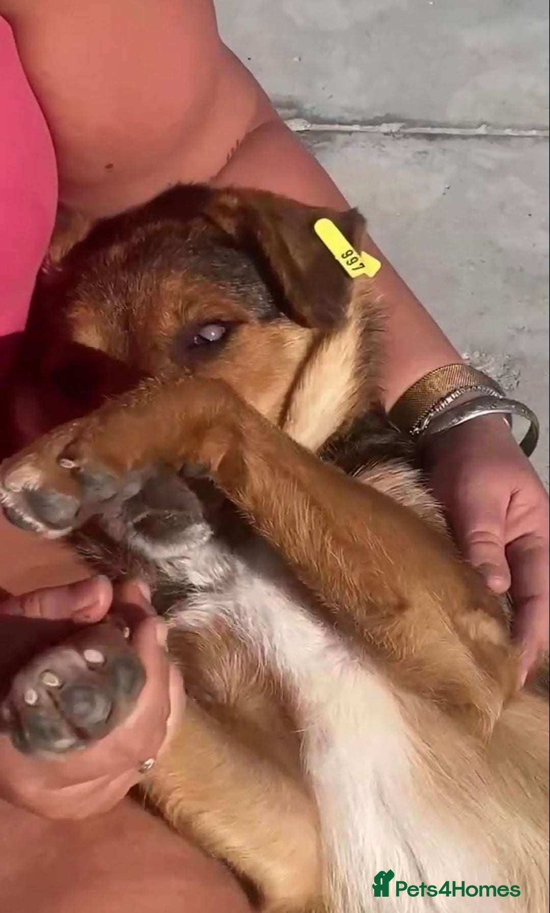 Mixed Breed dogs for adoption: Pitch & Peggy, 5 yrs. Available for adoption. - Advert 8