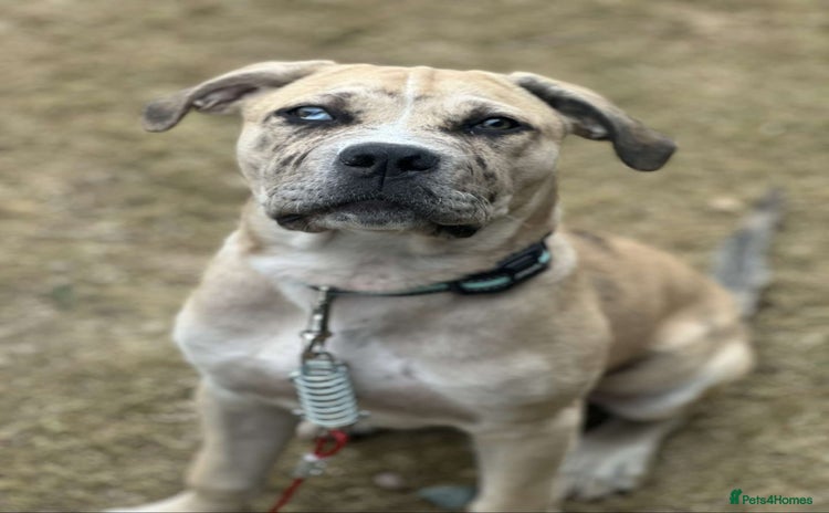 Cane Corso dogs - Advert 5