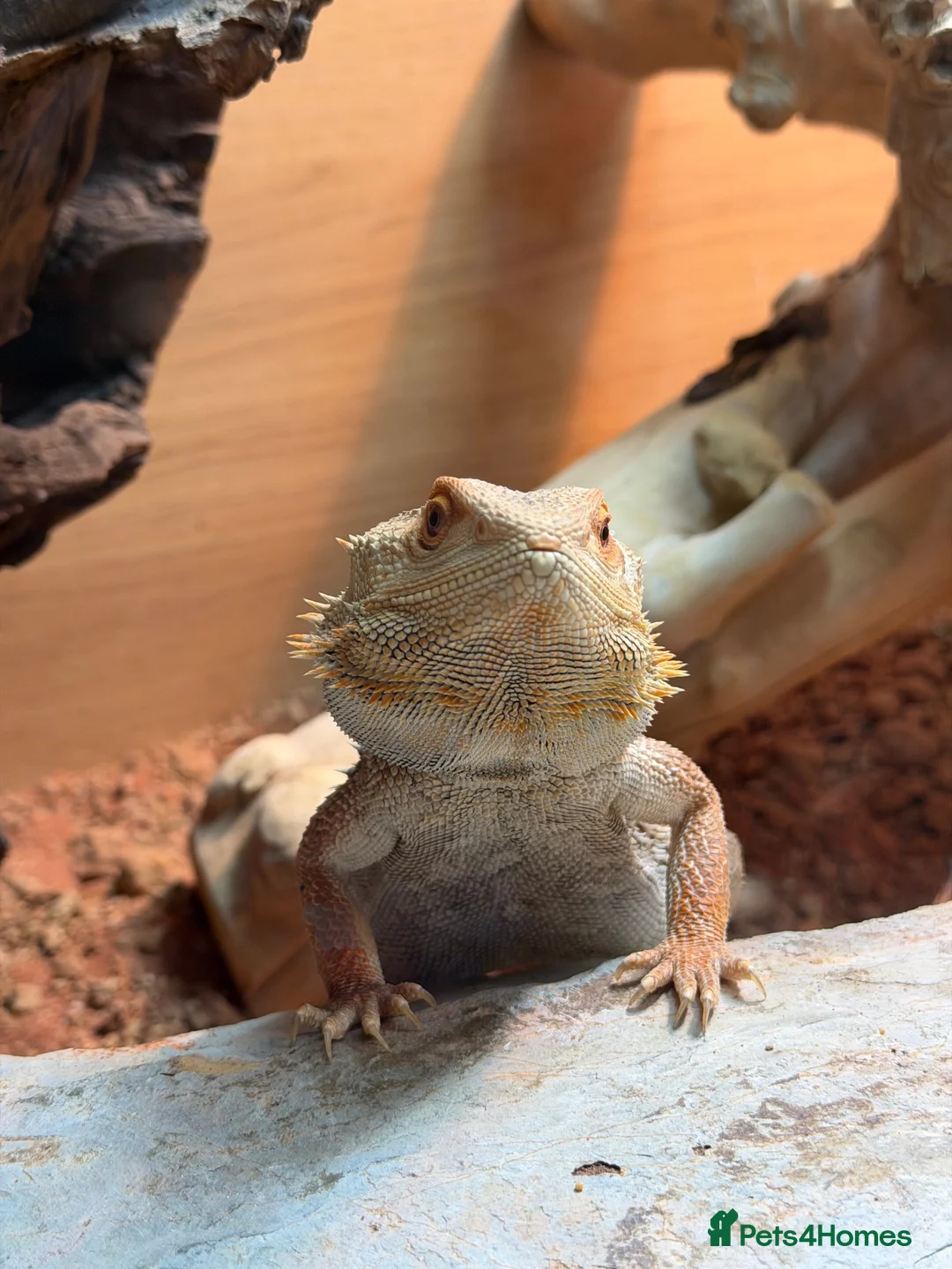 Bearded Dragon reptiles for sale: Bearded Dragon 2 year old free to good home  in Telford - Advert 2