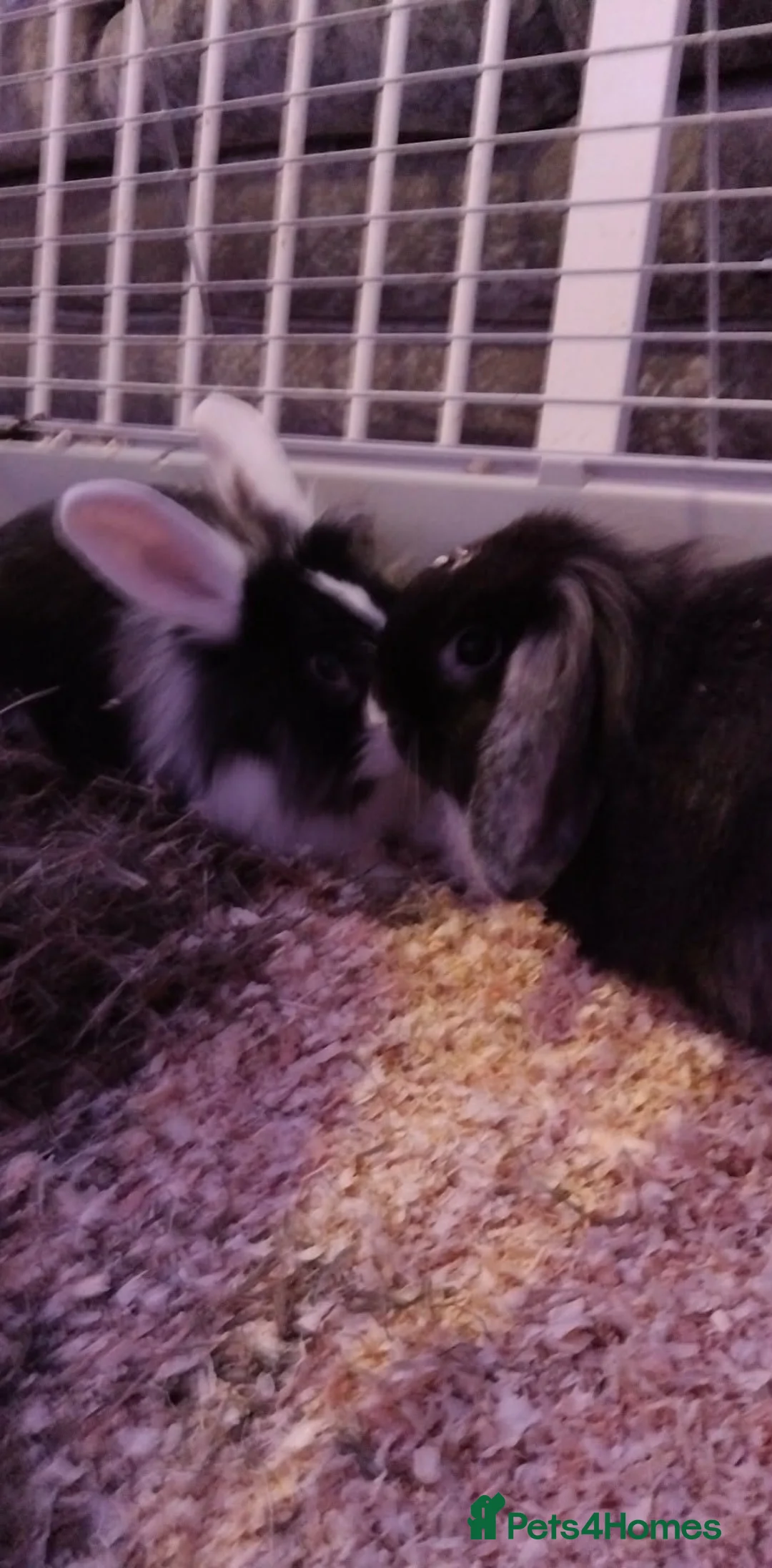 Mini Lop rabbits for sale: Two young female bunnys in Peterlee - Advert 1