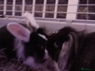 Mini Lop rabbits Two young female bunnys - Advert 10