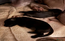 Mixed Breed dogs for sale: Weimadors - Weim/Lab mix - Beautiful puppies 1G 1B - Image 6