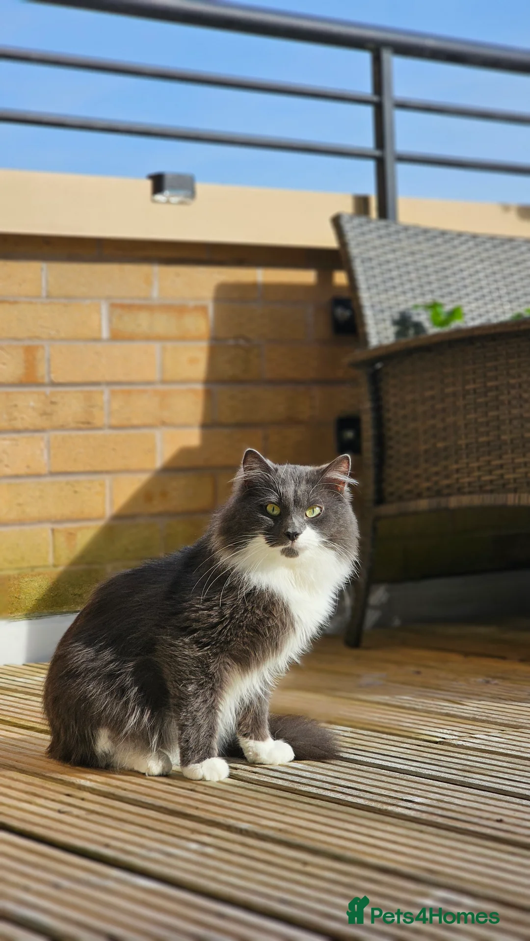 Norwegian Forest Cat cats for stud: Fluffy Romeo Seeking His Juliet – Meet Felix! in Bristol - Advert 3