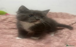 Mixed Breed cats for sale: 3 cute female kittens for sale  - Image 3