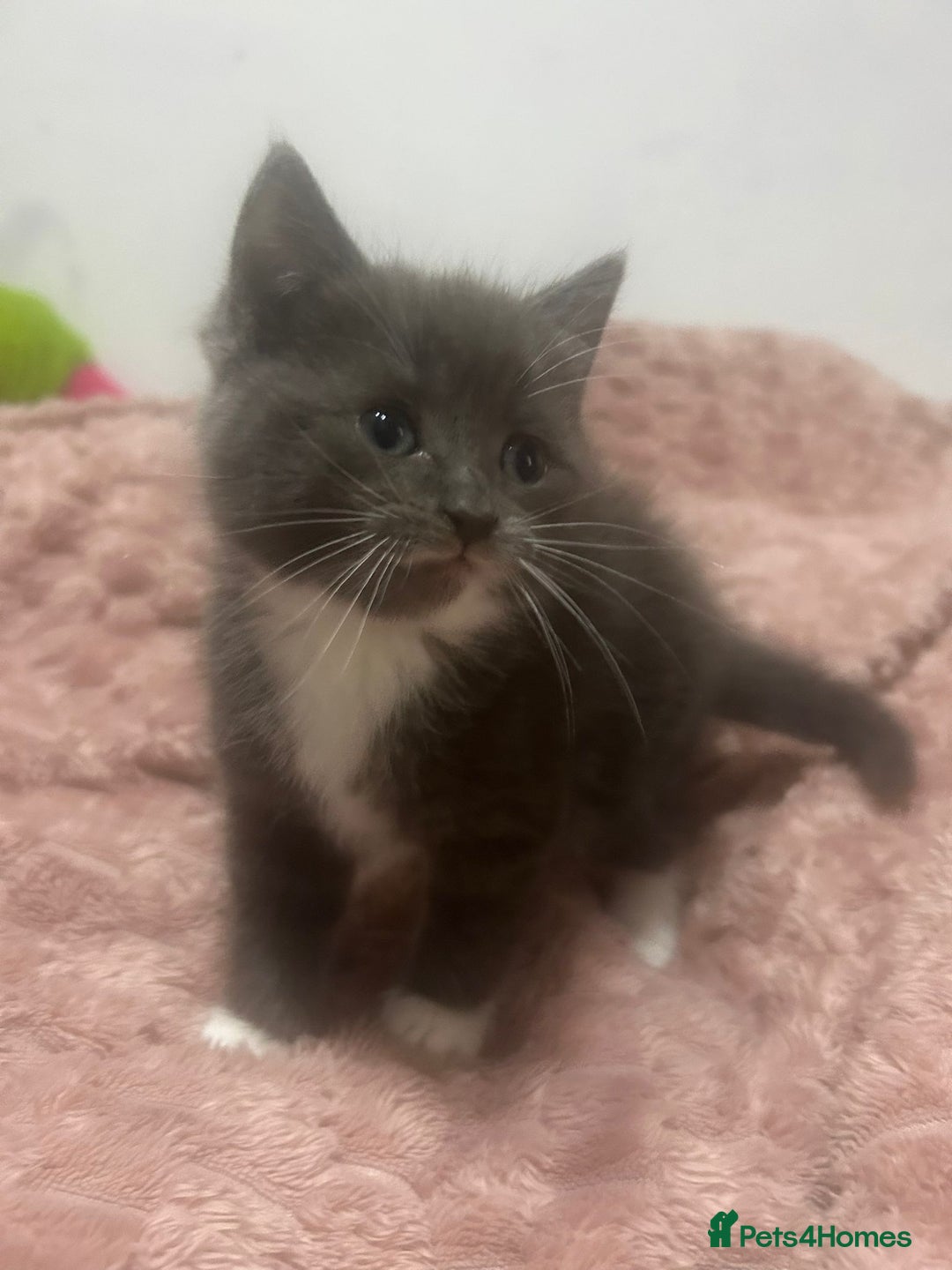 Mixed Breed cats for sale: 3 cute female kittens for sale  - Image 3