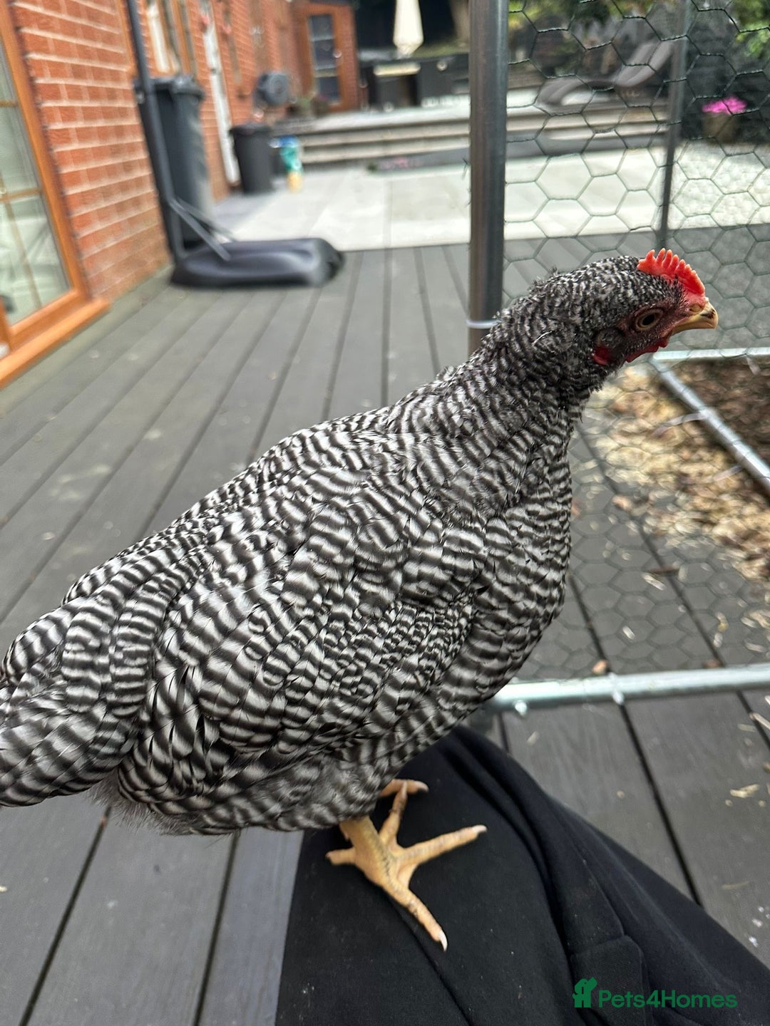 Chickens poultry for sale: Barred Plymouth Rock cockerel  - Image 3