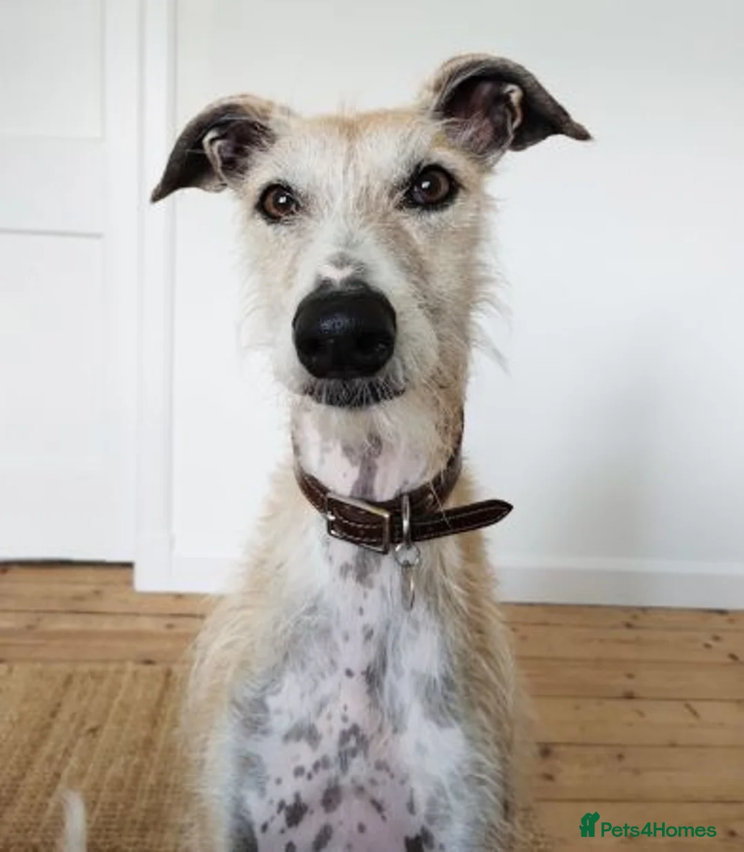 Lurcher dogs for adoption: GERTIE, female lurcher in rescue - Advert 4