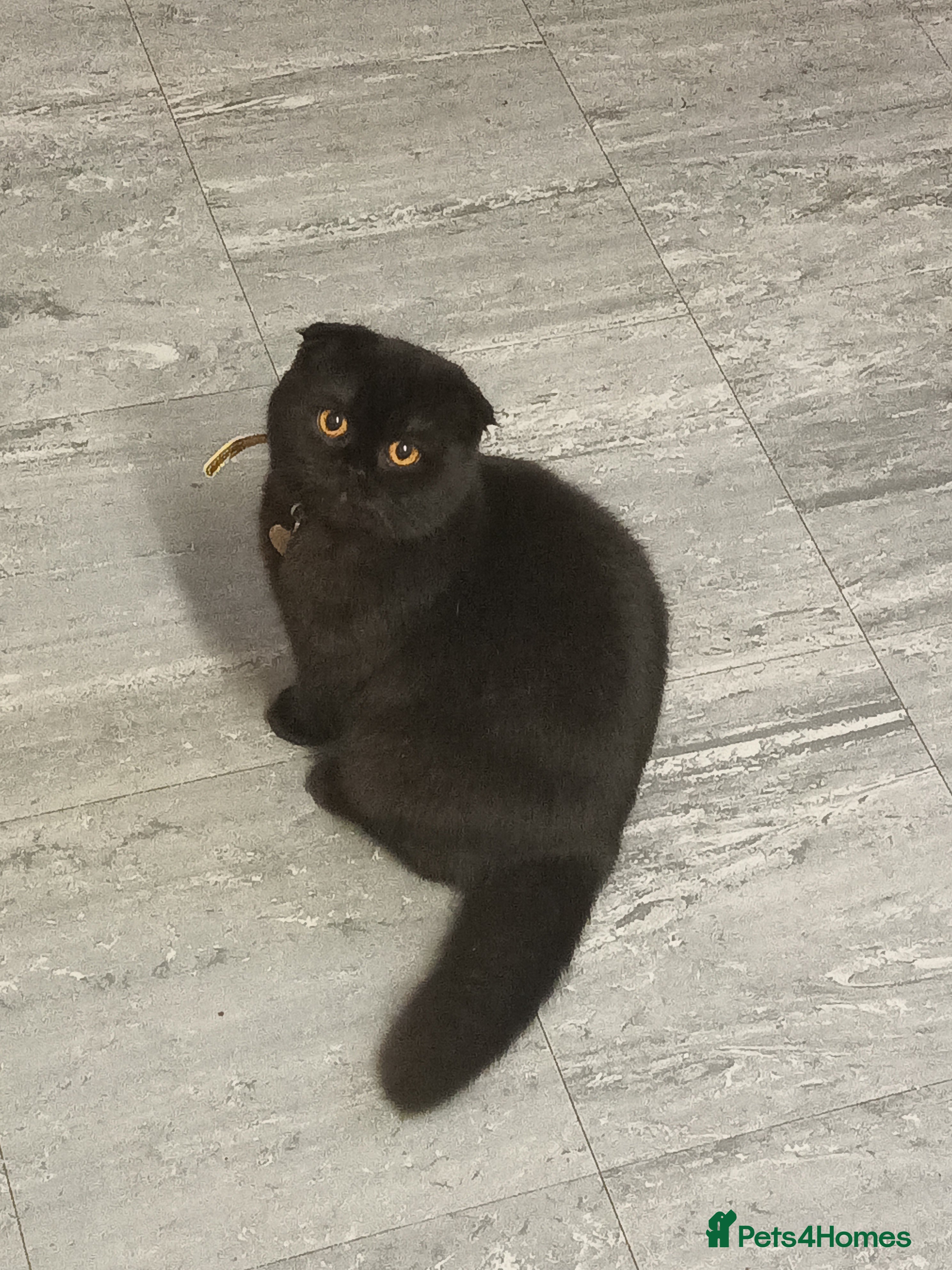 Ragdoll cats Scottish fold kitten - Advert 17