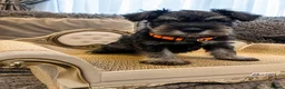 Miniature Schnauzer dogs for sale: KC Reg Bva Eye Tested Mini Schnauzer Puppi - Advert 3