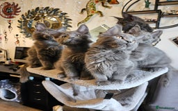 Maine Coon cats for sale: 🔥*Stunning Litter of 8💎Solid Blue Maine Coon*🔥  - Image 7