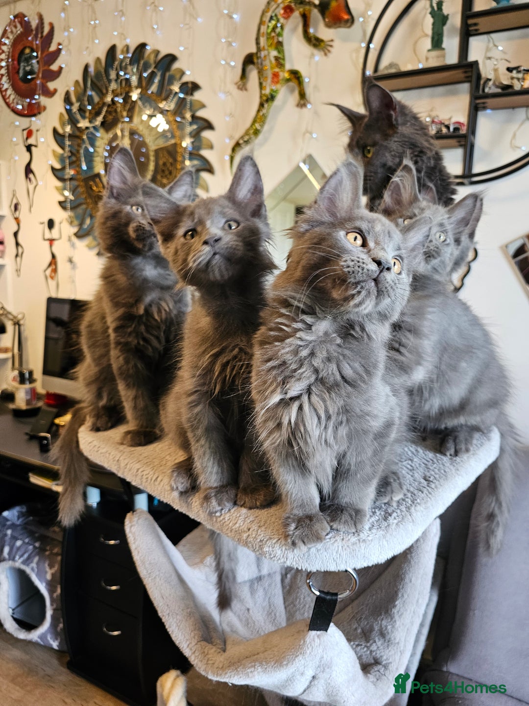 Maine Coon cats for sale: 🔥*Stunning Litter of 8💎Solid Blue Maine Coon*🔥  - Image 7