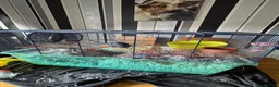Gerbil rodents for sale: Two  gerbils in Sheffield - Advert 3
