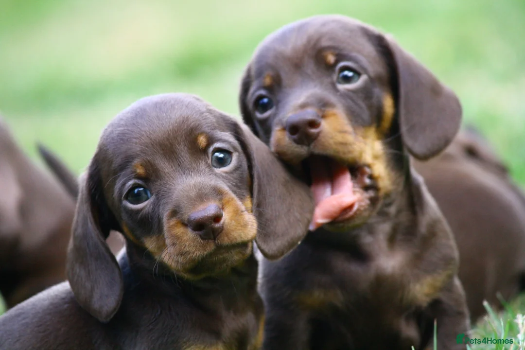 Miniature Dachshund dogs for sale: KC reg Chocolate miniature smooth puppies - Advert 6