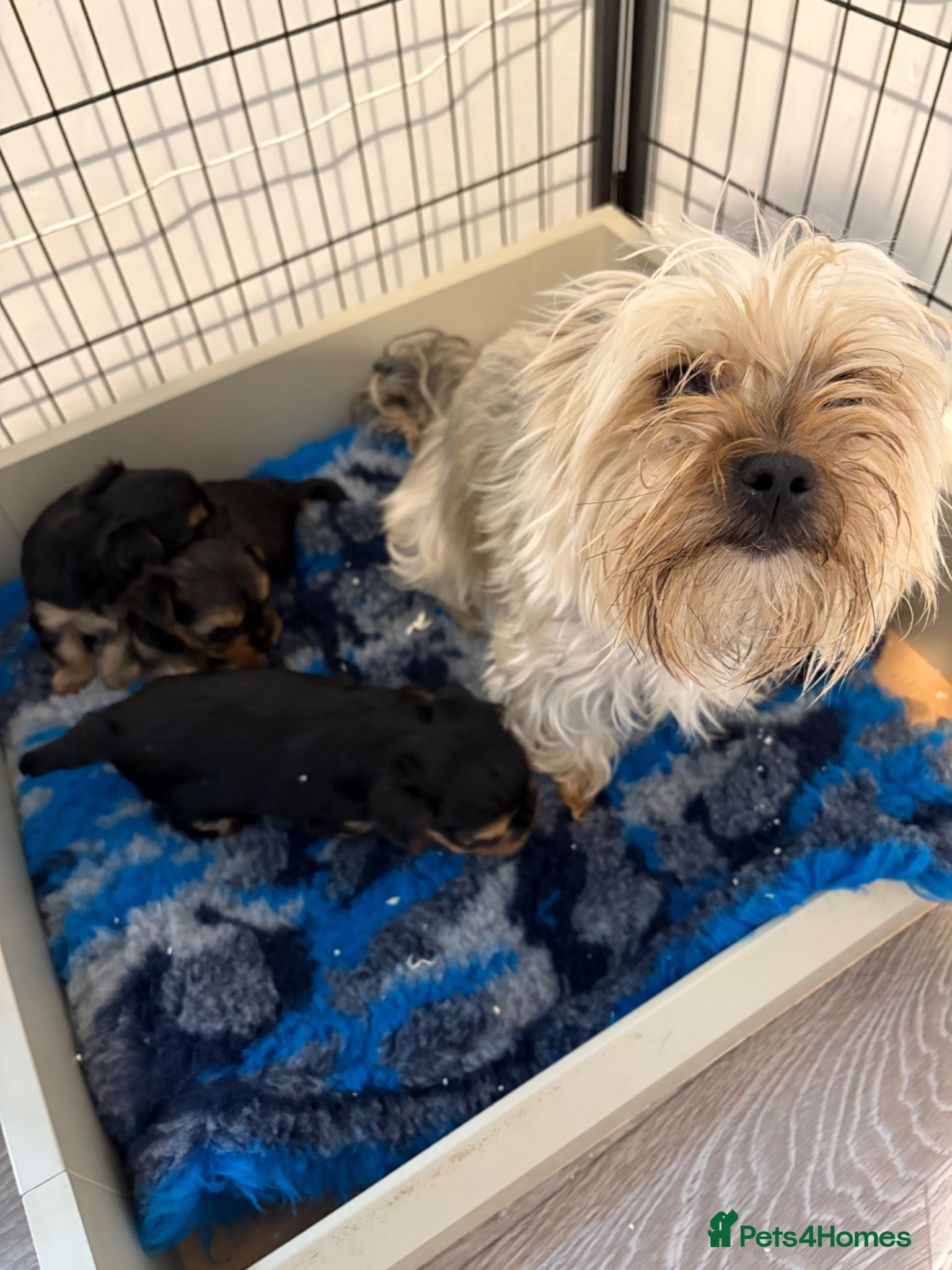 Yorkshire Terrier dogs Three stunning Yorkshire terrier puppies  - Advert 2