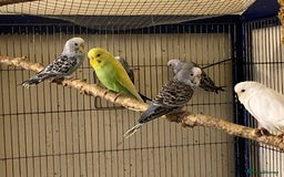Budgerigars birds for sale: 7 Baby budgies for sale  - Advert 7