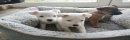 Jack Russell dogs for sale: Beautiful Jack Russel Puppies - Advert 1