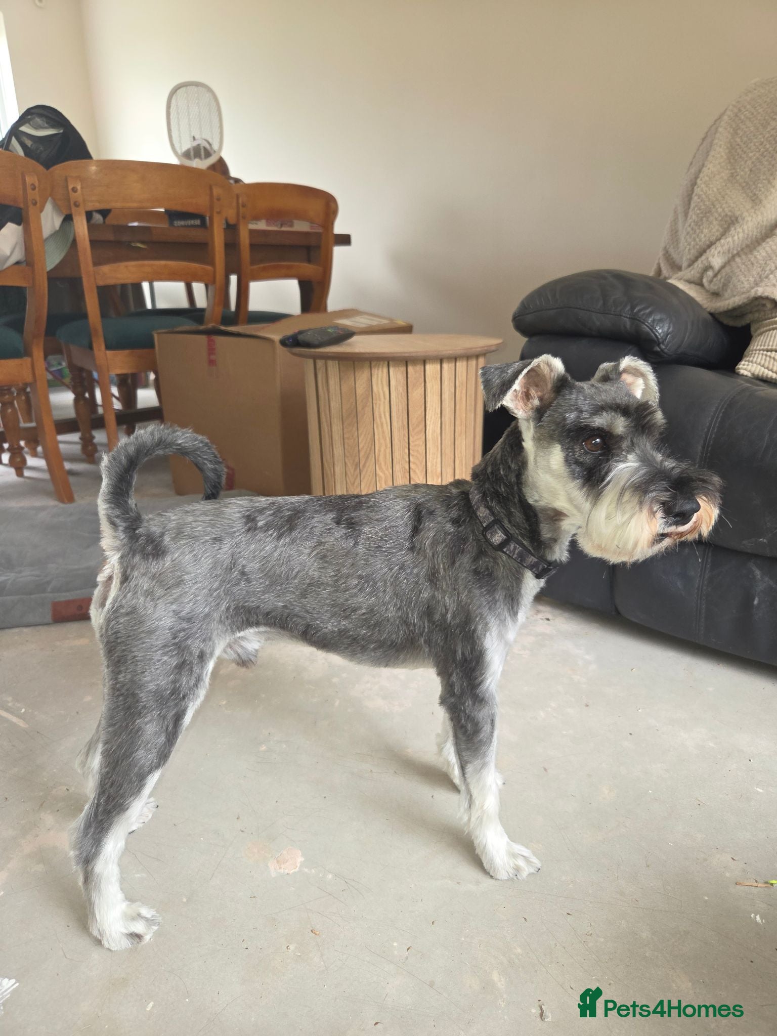 Miniature Schnauzer dogs KC Registered Miniature Schnauzer Stud - Advert 16